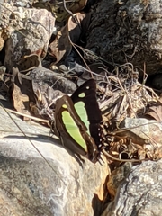 Polyura athamas