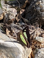 Polyura athamas