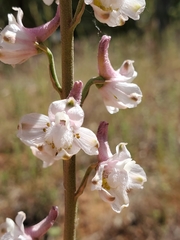 Delphinium hansenii