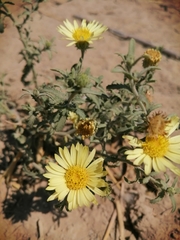 Xanthisma spinulosum