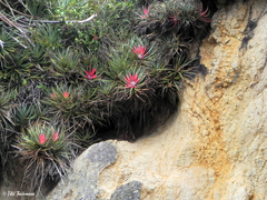 Fascicularia bicolor bicolor