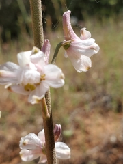 Delphinium hansenii