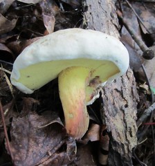 Caloboletus inedulis