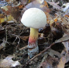 Caloboletus inedulis