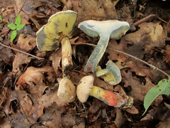 Caloboletus inedulis