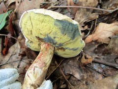 Caloboletus inedulis