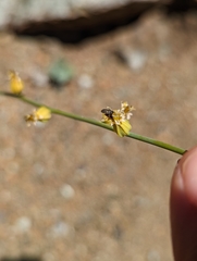 Streptanthus morrisonii