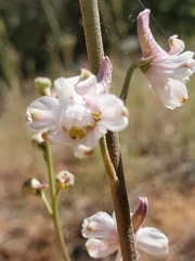 Delphinium hansenii