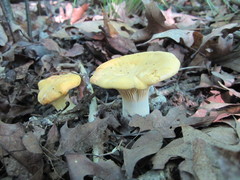 Cantharellus phasmatis