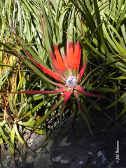 Fascicularia bicolor