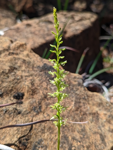 Image of Platanthera leptopetala by (c) My-Lan Le, some rights reserved (CC BY)