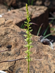 Platanthera leptopetala