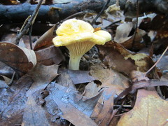 Cantharellus phasmatis