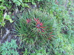 Fascicularia bicolor