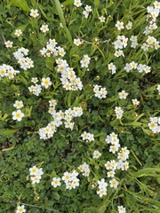 Plagiobothrys figuratus