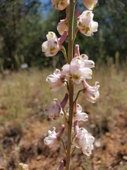 Delphinium hansenii