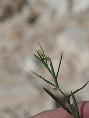 Tragia leptophylla