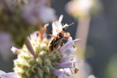 Closterocoris