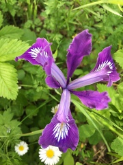 Iris tenax tenax