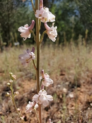 Delphinium hansenii