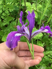 Iris tenax tenax