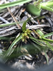 Carex tonsa