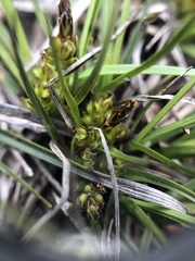 Carex tonsa