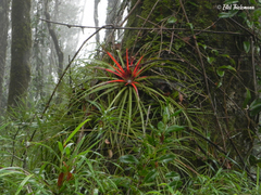 Fascicularia bicolor
