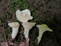 Cuphophyllus angustifolius