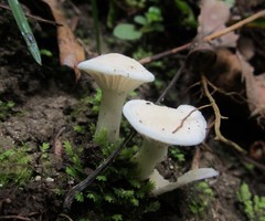 Cuphophyllus angustifolius