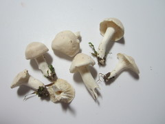 Cuphophyllus angustifolius