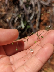 Hesperolinon micranthum