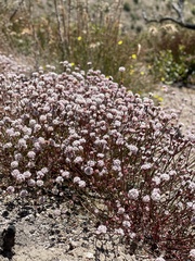 Eriogonum nortonii