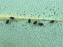 Corythucha associata