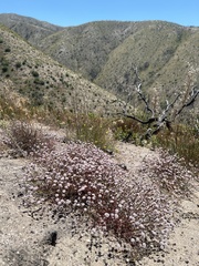 Eriogonum nortonii