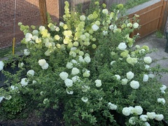Viburnum macrocephalum