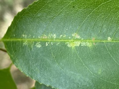 Corythucha associata