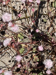 Eriogonum nortonii