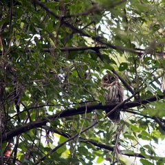 Strix virgata