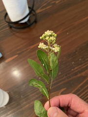 Geobalanus oblongifolius