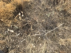 Masticophis flagellum testaceus