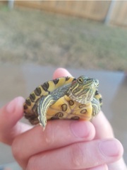 Trachemys scripta elegans
