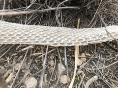 Masticophis flagellum testaceus