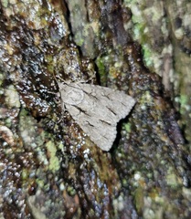 Acronicta laetifica