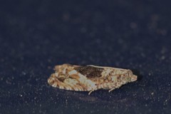 Epinotia nisella