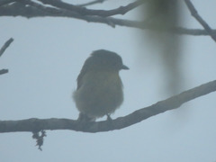 Pachyramphus versicolor