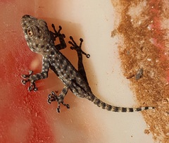Ptyodactylus puiseuxi