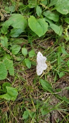 Trigrammia quadrinotaria