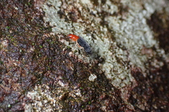 Trichobalya bowringii