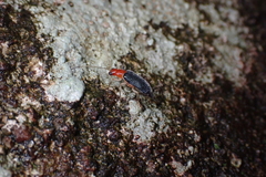 Trichobalya bowringii